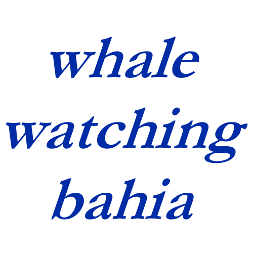 Whale watching in Bahia 
